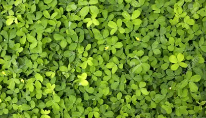 Sustainabel Green