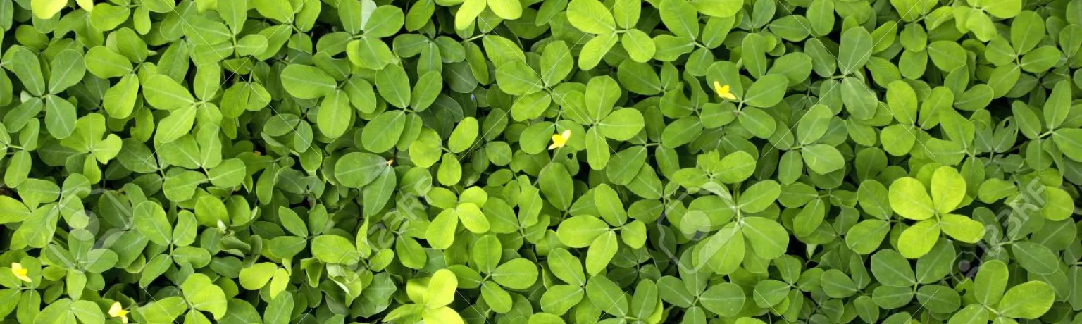 Sustainabel Green